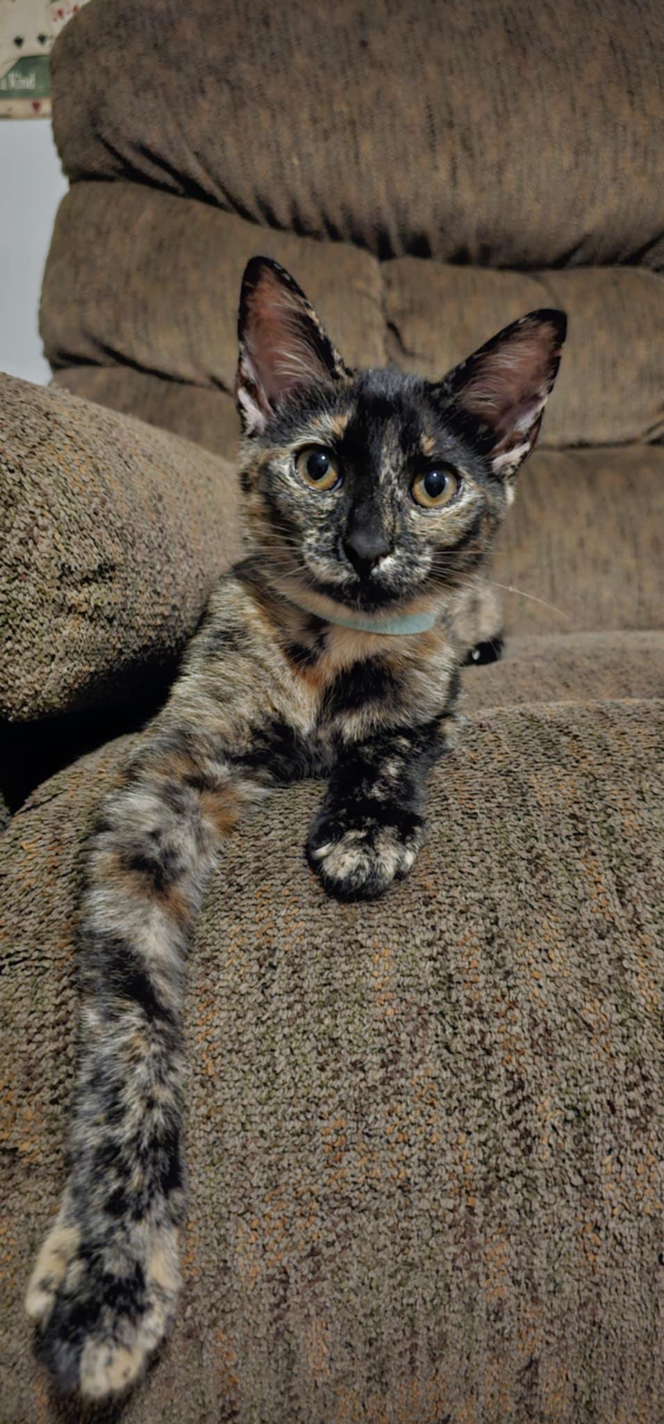 Princess Petty Pants, a Adopted Tortoiseshell in Camden, SC image 2/3