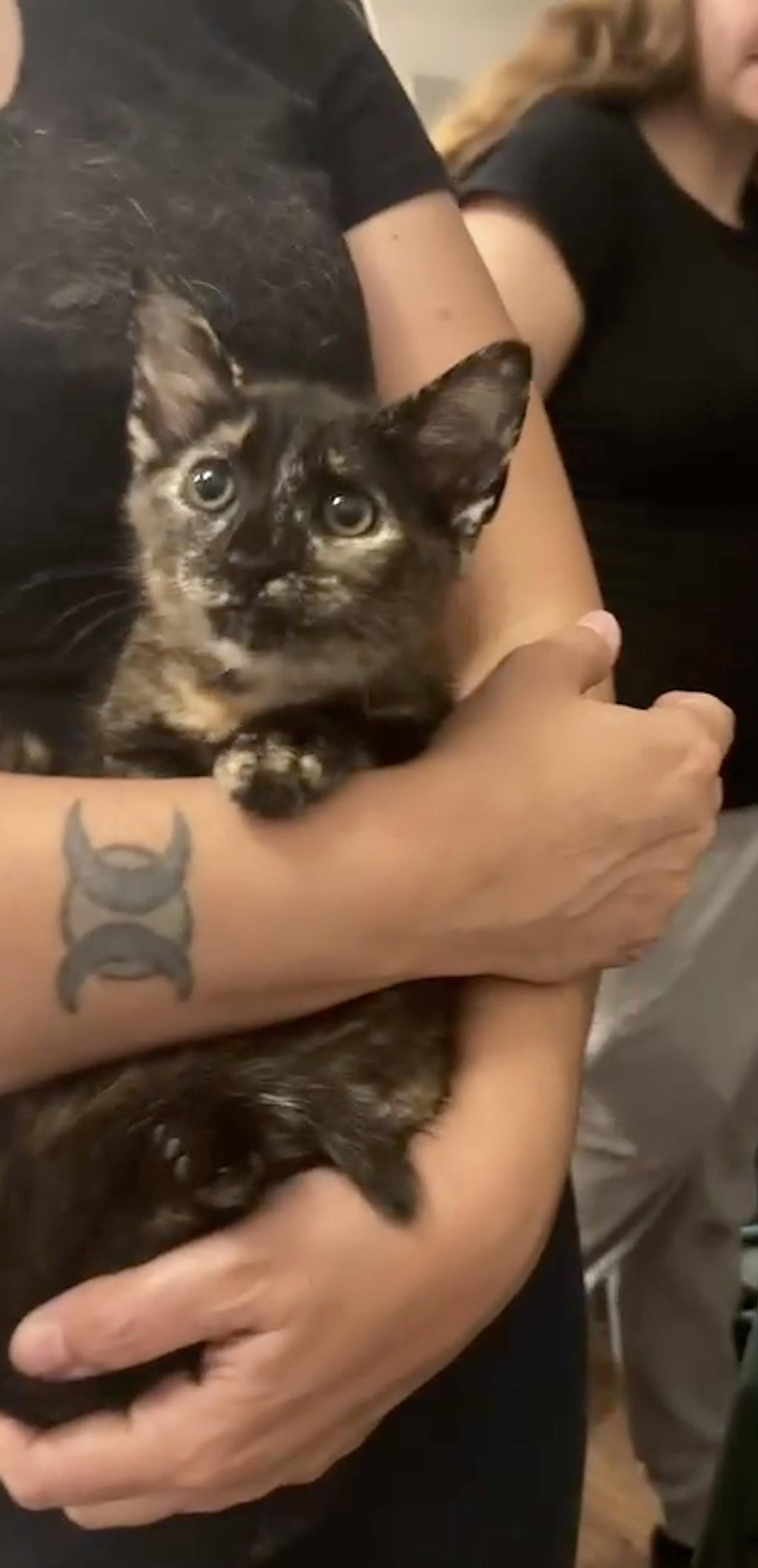 Princess Petty Pants, a Adopted Tortoiseshell in Camden, SC image 3/3