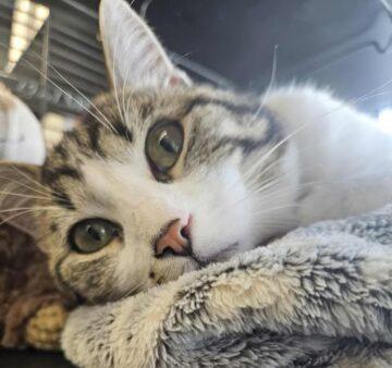 Enlarge Mr. Keith, a ADOPTABLE Tabby in Calgary, AB image 2/2