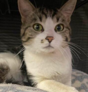 Enlarge Mr. Keith, a ADOPTABLE Tabby in Calgary, AB image 1/2