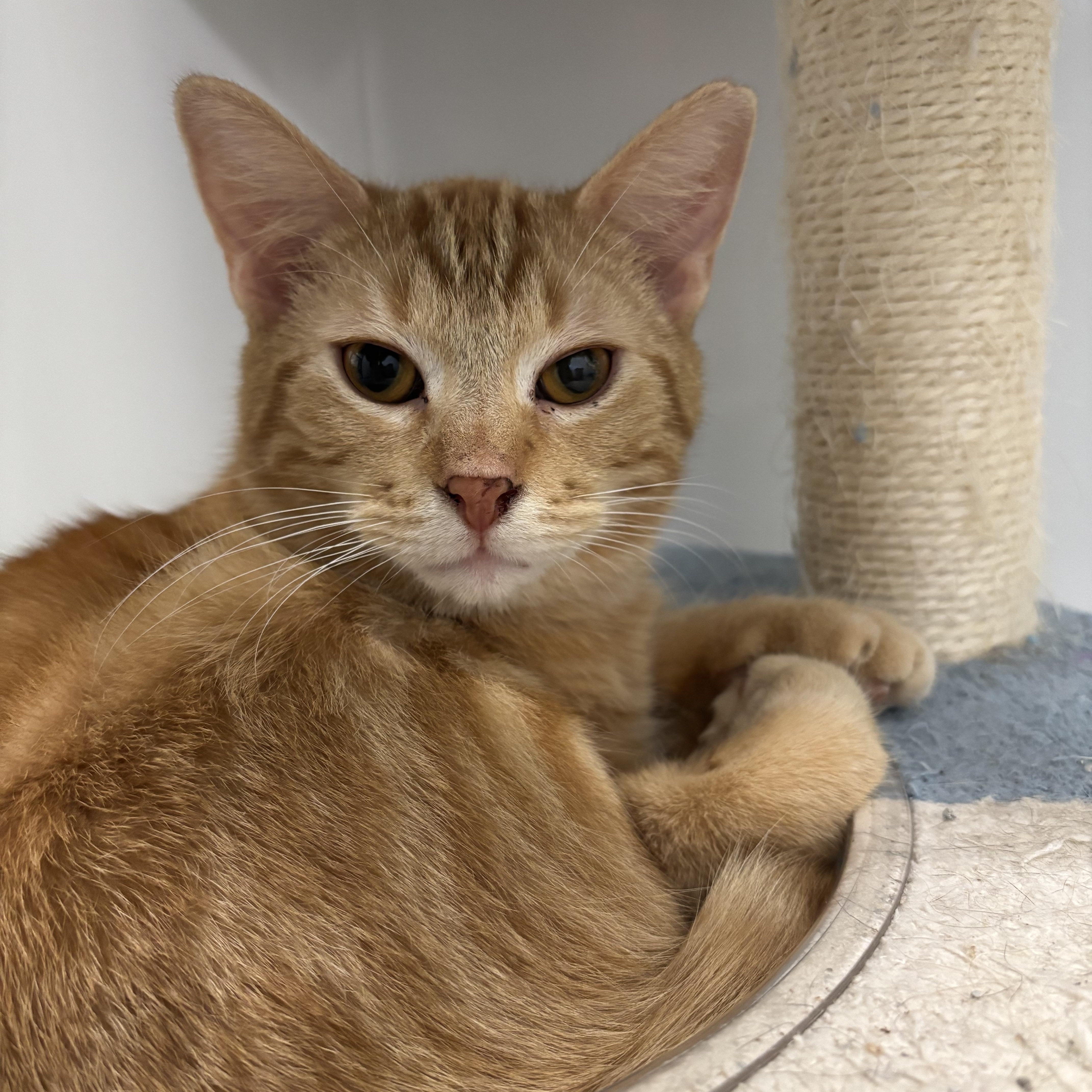Rory, adopted, Young Male Domestic Short Hair.