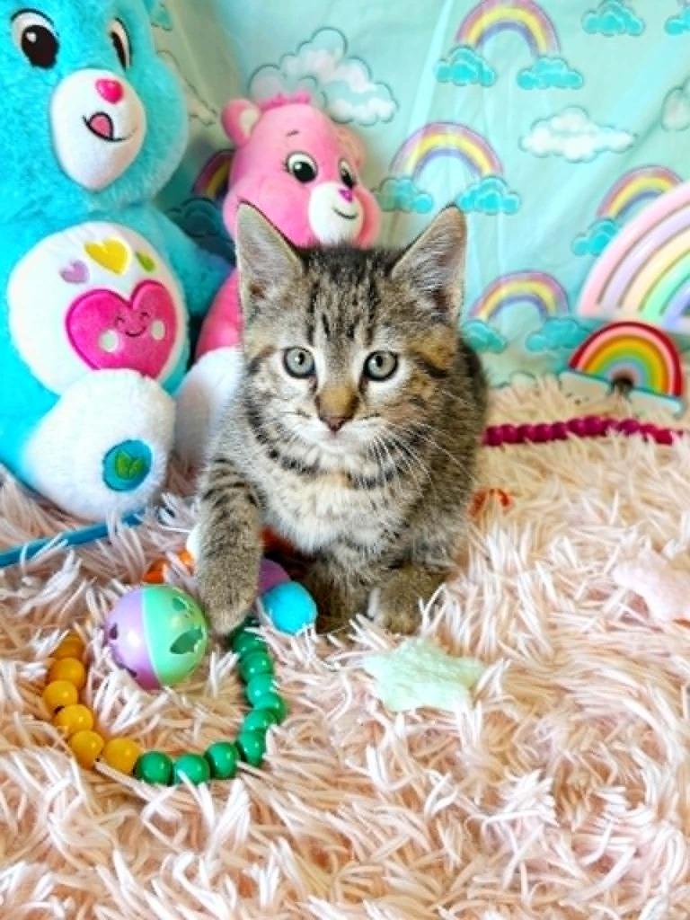 Tenderheart, a Adoptable mixed breed in Effingham, IL image 1/4