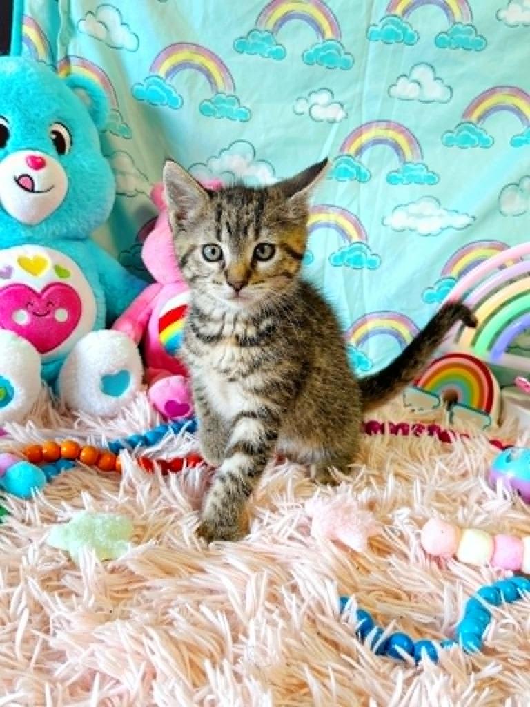 Tenderheart, a Adoptable mixed breed in Effingham, IL image 2/4