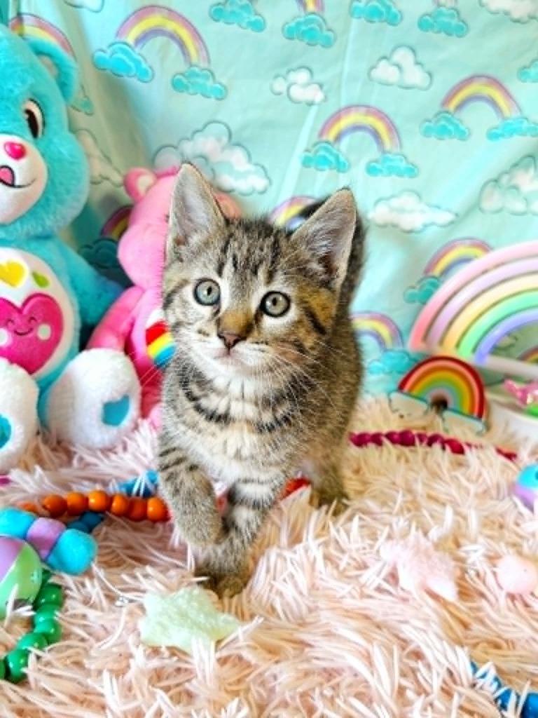 Tenderheart, a Adoptable mixed breed in Effingham, IL image 3/4