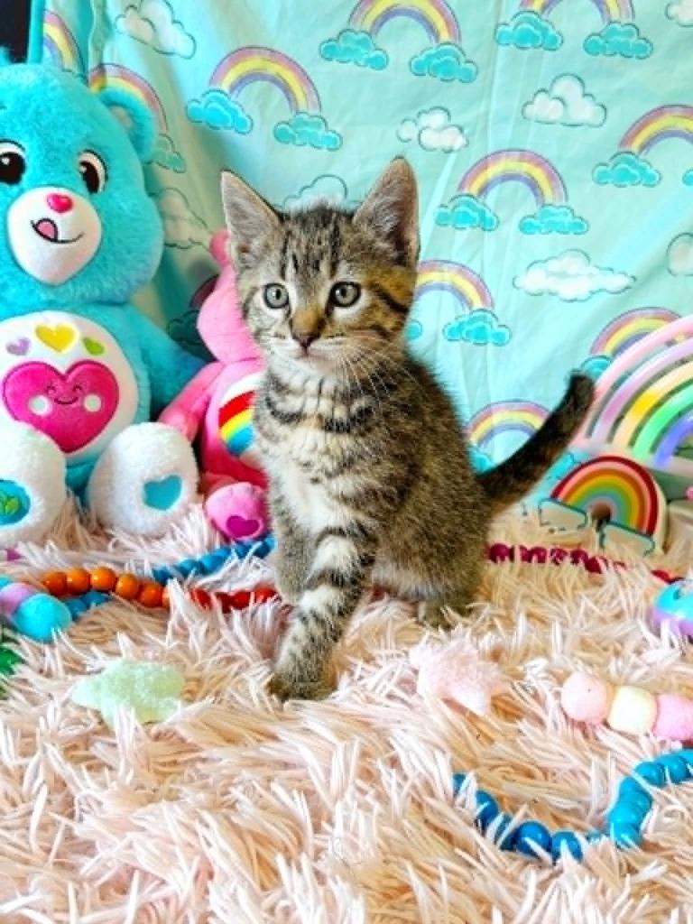 Tenderheart, a Adoptable mixed breed in Effingham, IL image 4/4