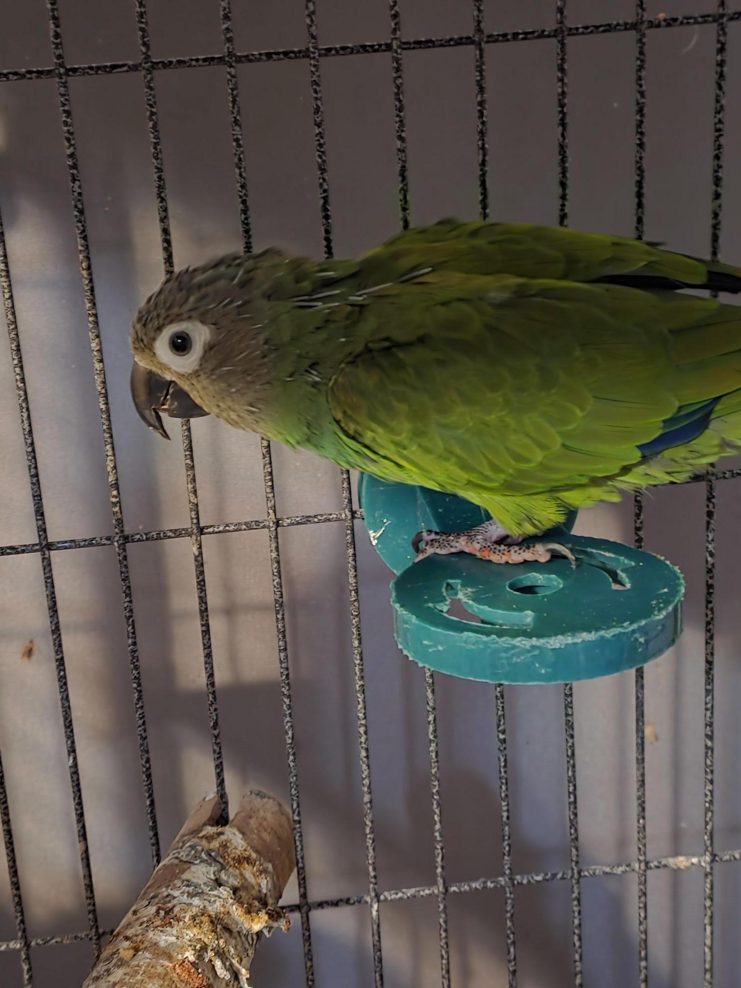 Enlarge Germma Dusky Conure, an adoptable Conure in Vancouver, WA image 1/6