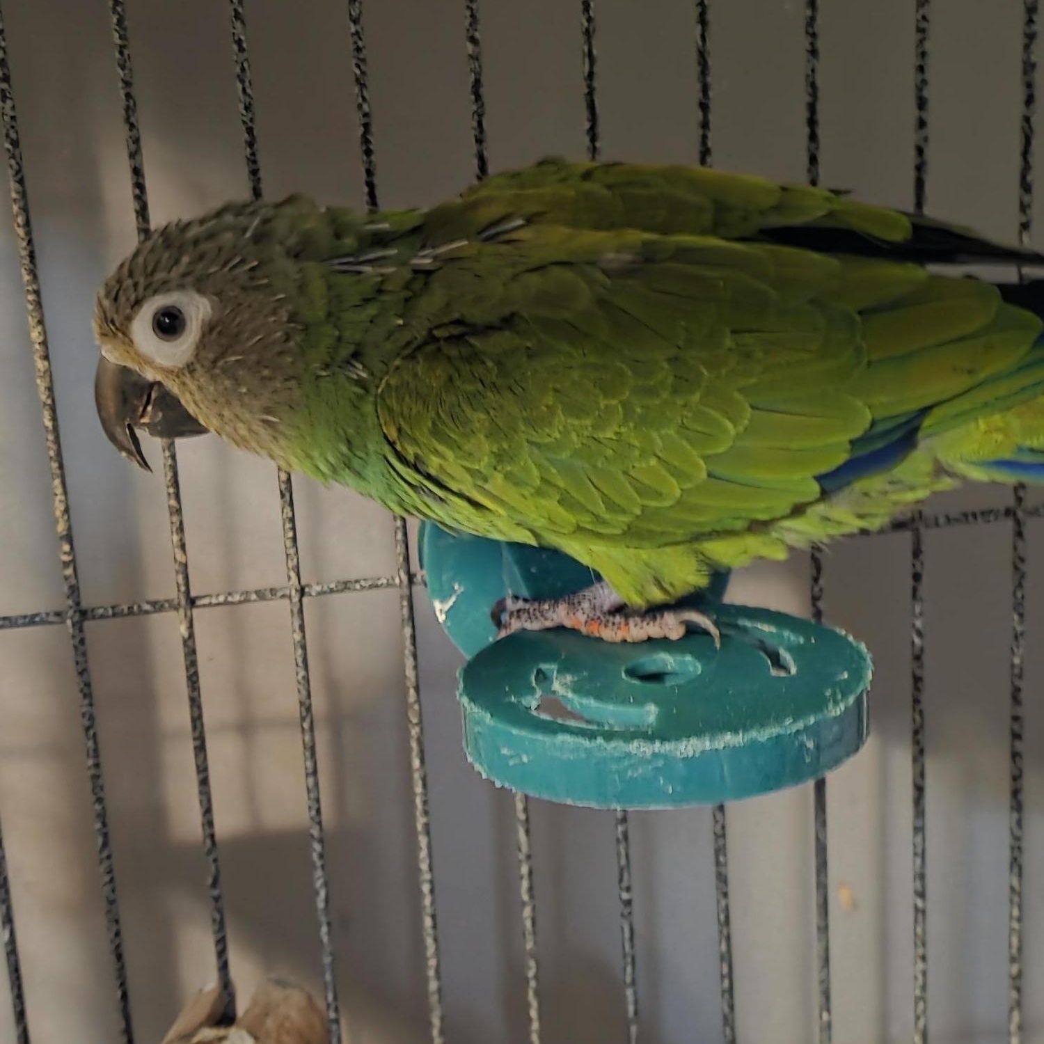 Enlarge Germma Dusky Conure, an adopted Conure in Vancouver, WA image 1/3