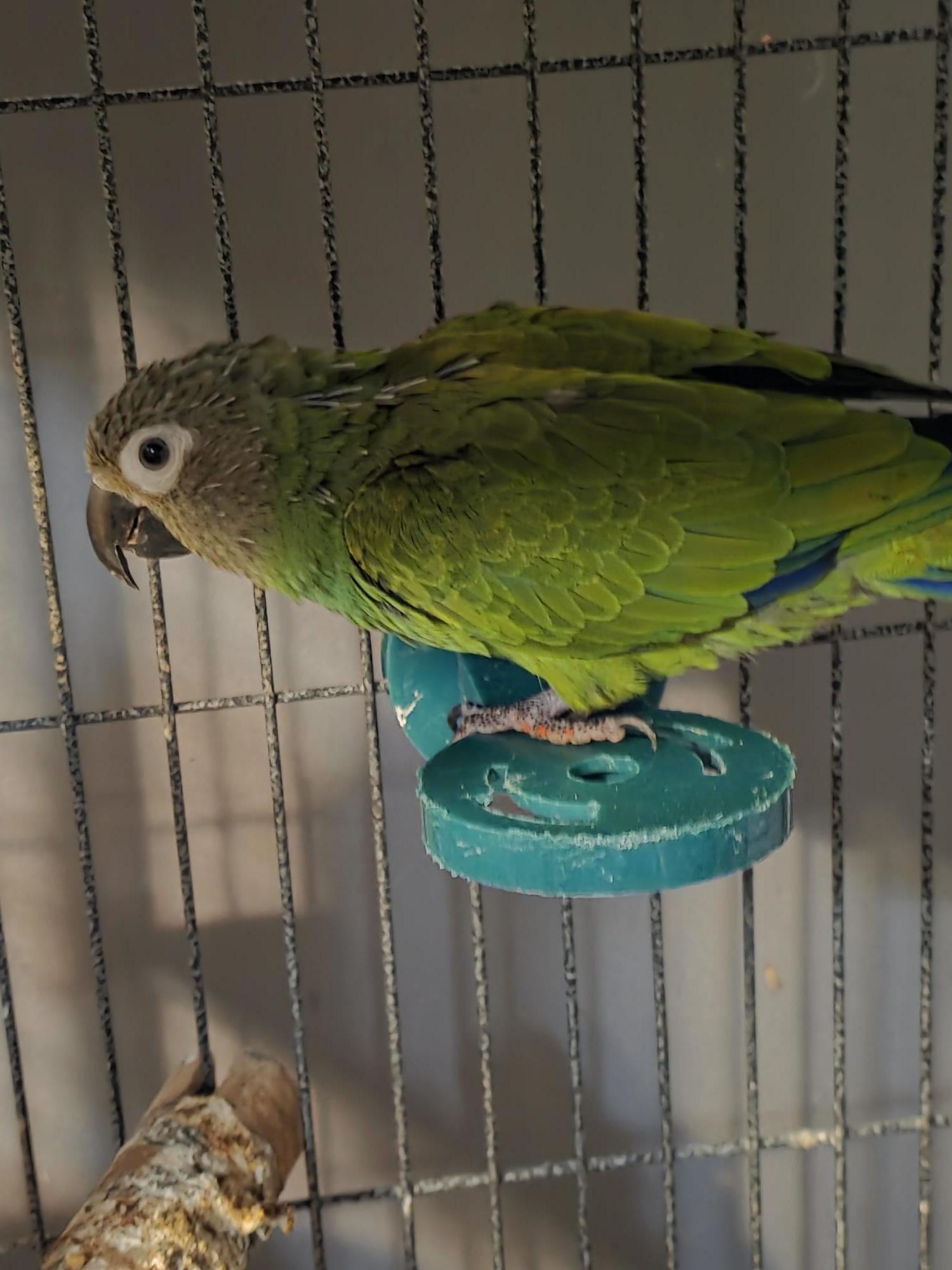 Enlarge Germma Dusky Conure, an adoptable Conure in Vancouver, WA image 3/6