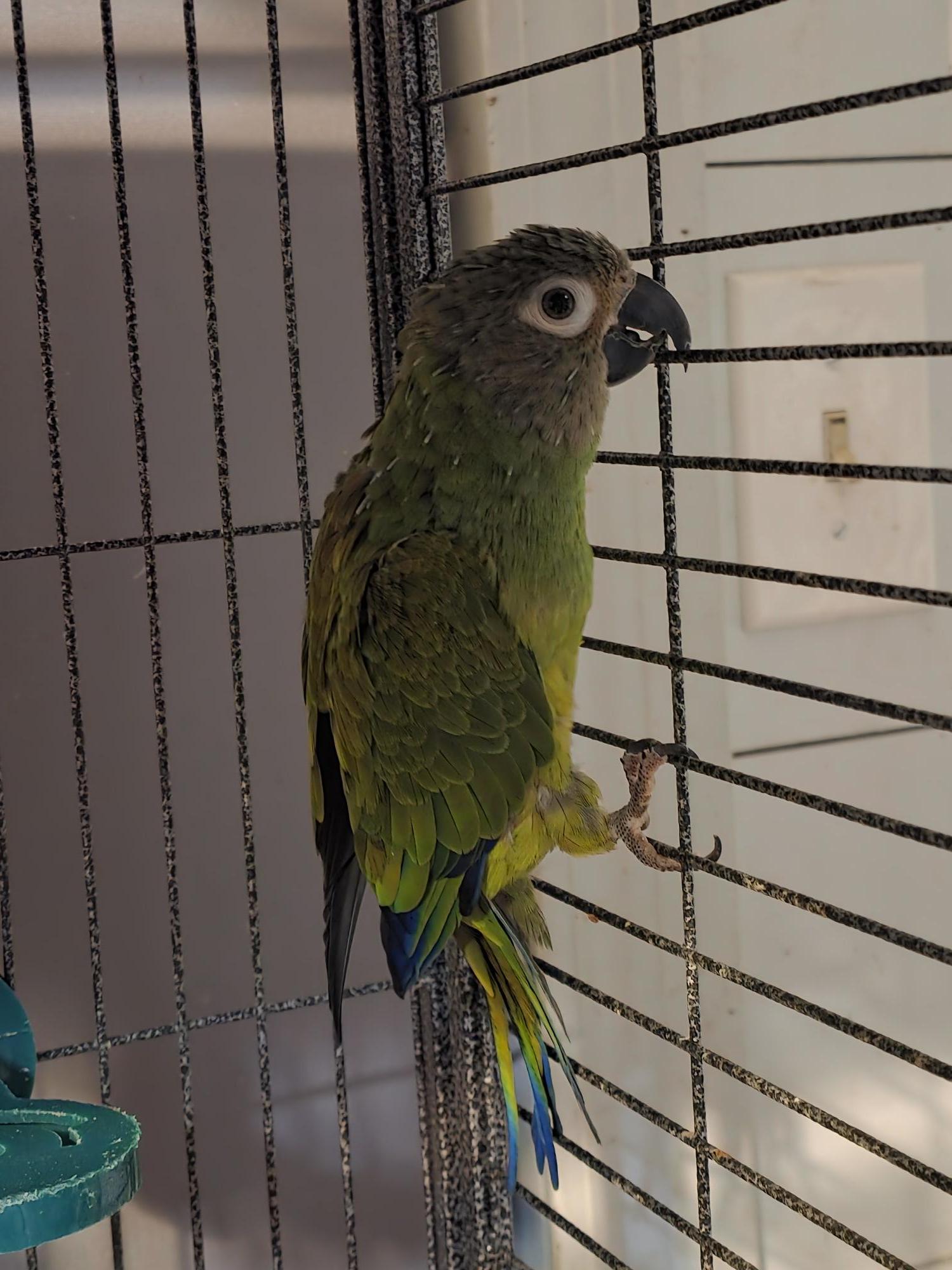 Enlarge Germma Dusky Conure, an adoptable Conure in Vancouver, WA image 4/6