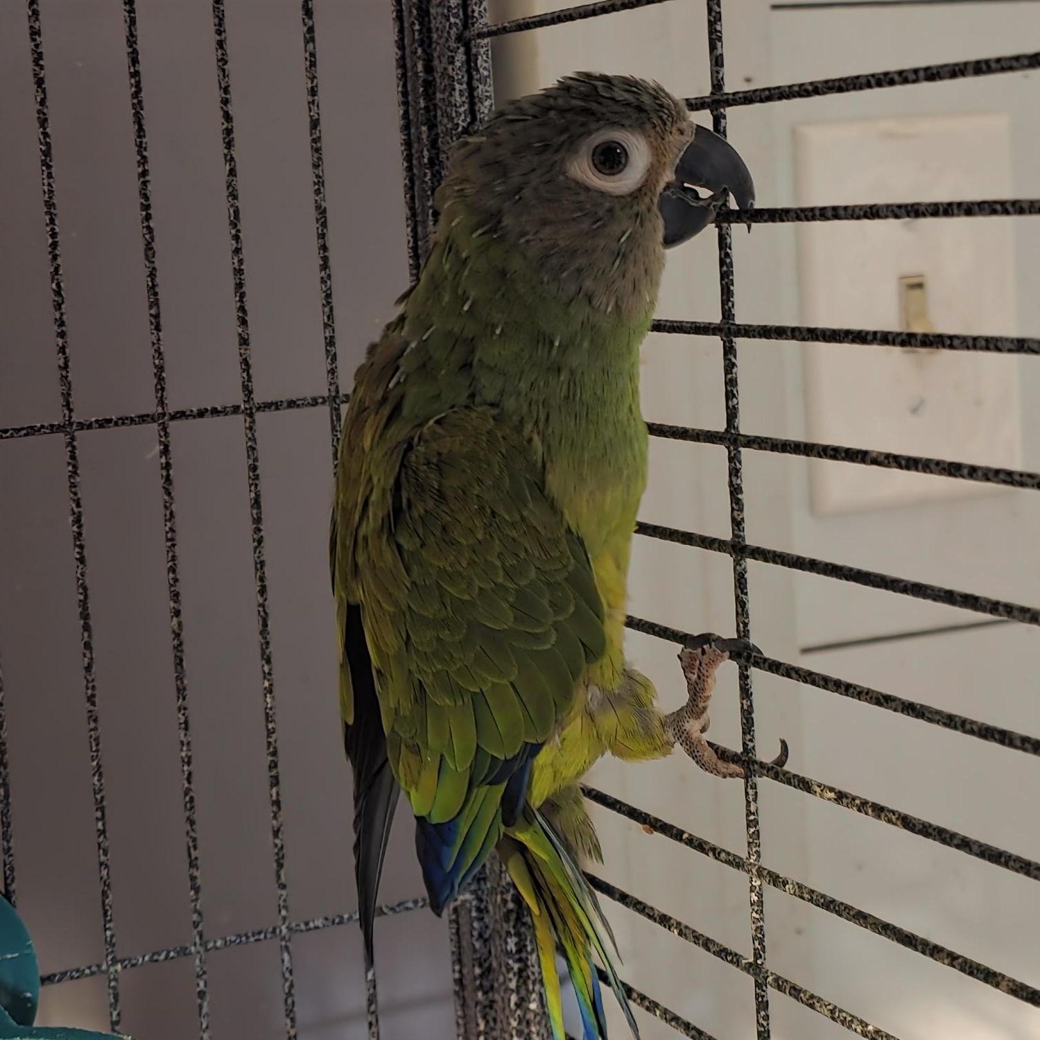 Enlarge Germma Dusky Conure, an adopted Conure in Vancouver, WA image 2/3