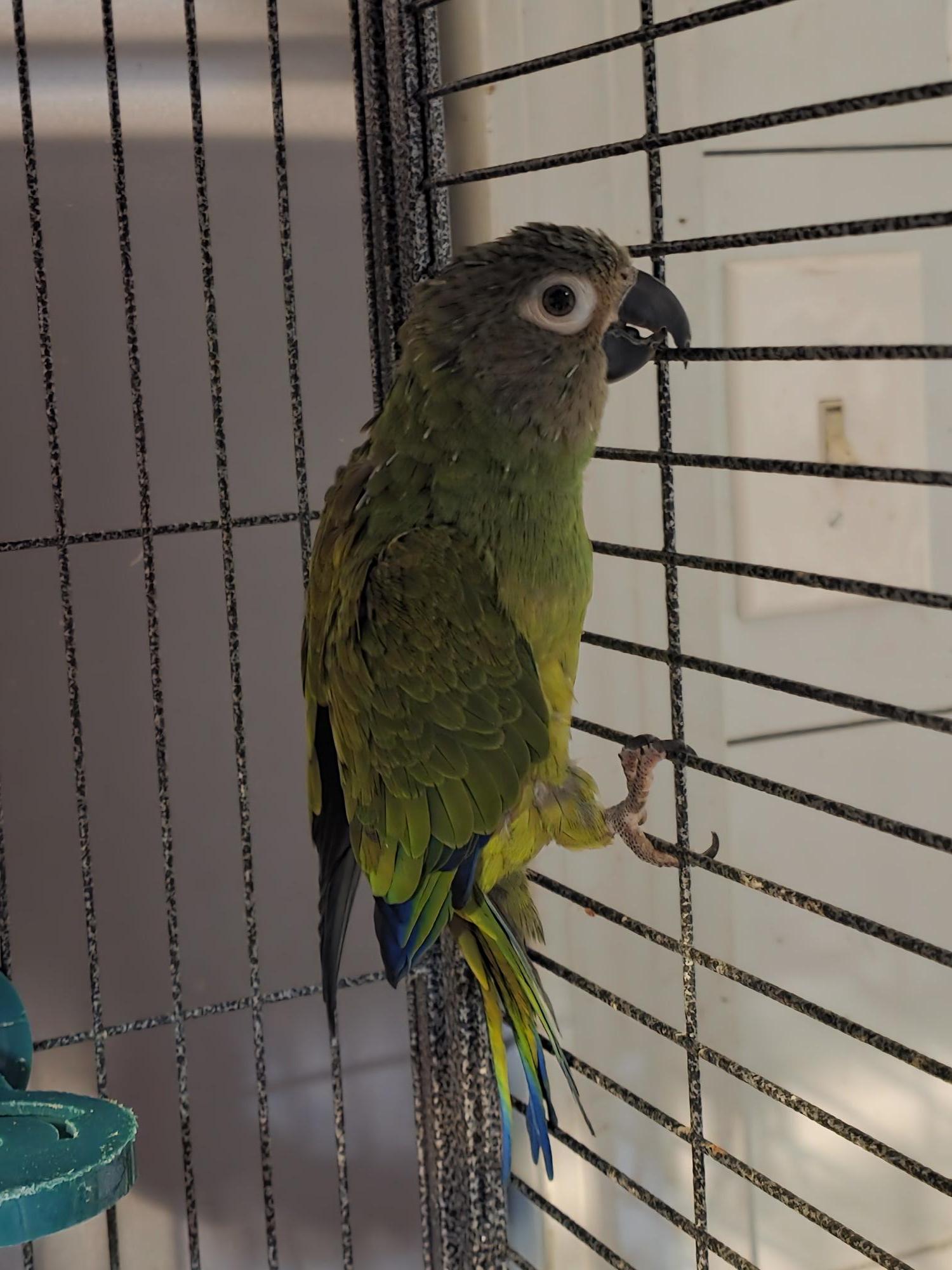 Enlarge Germma Dusky Conure, an adoptable Conure in Vancouver, WA image 5/6