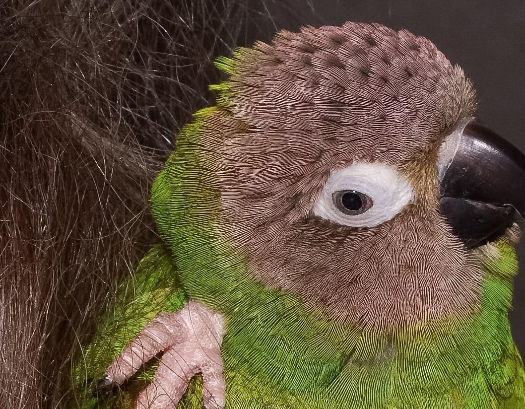 Enlarge Germma Dusky Conure, an adoptable Conure in Vancouver, WA image 6/6