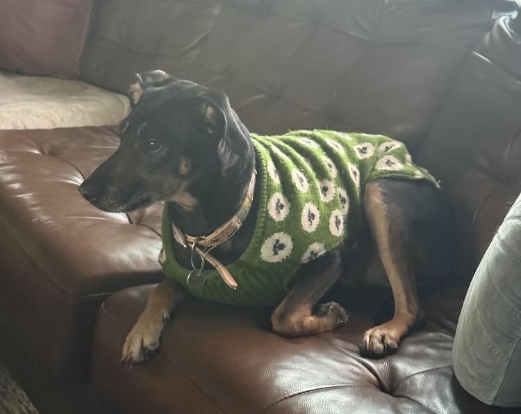 Panini, ADOPTABLE, Adult Female German Shepherd Dog.