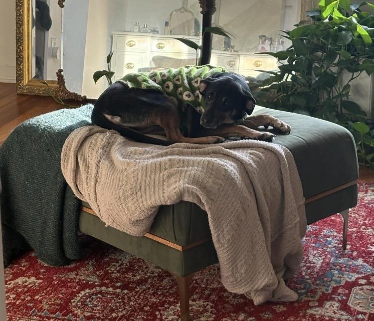 Enlarge Panini, a ADOPTABLE mixed breed in Columbus, OH image 3/4