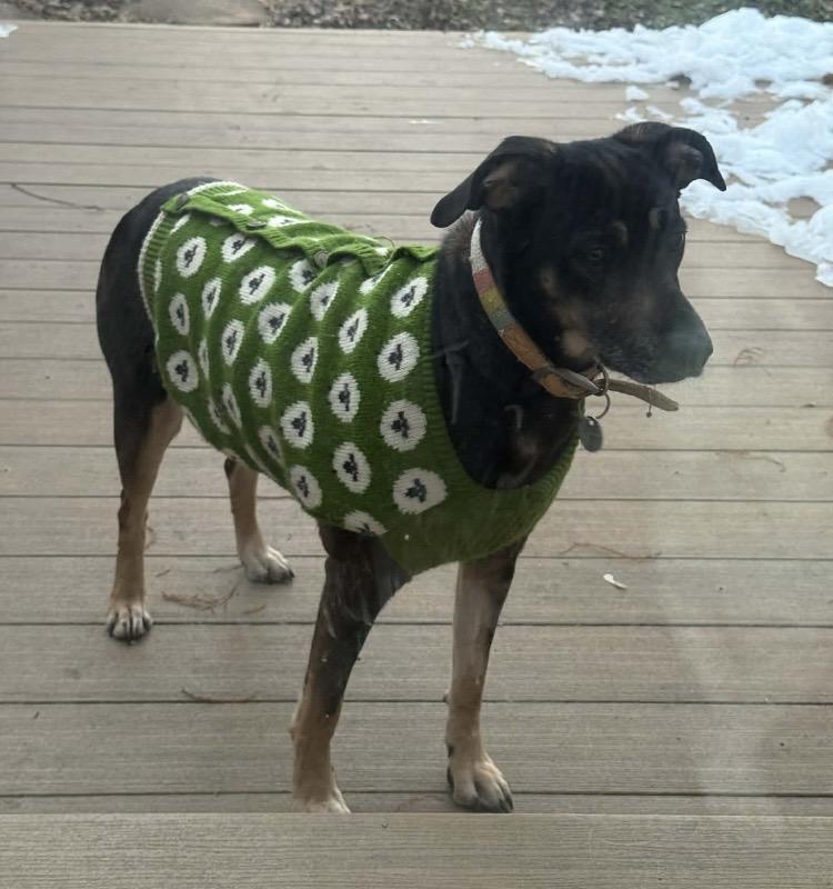 Enlarge Panini, a ADOPTABLE mixed breed in Columbus, OH image 4/4