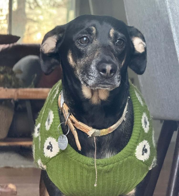 Enlarge Panini, a ADOPTABLE mixed breed in Columbus, OH image 2/4