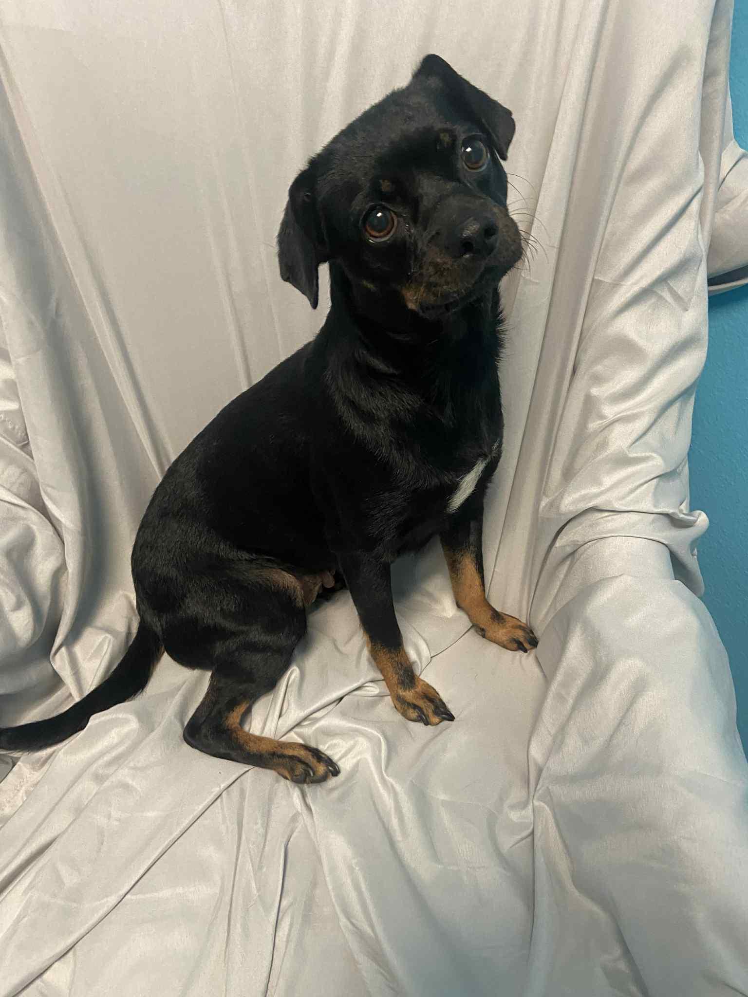 Penny, Adoptable, Adult Female Chihuahua.