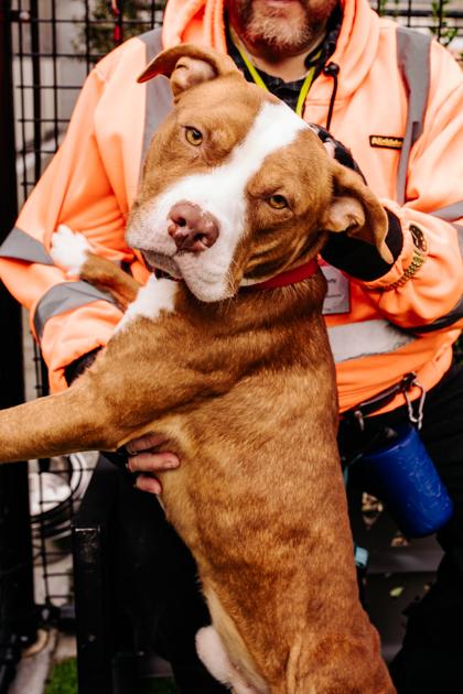 Echo — thumbnail 2