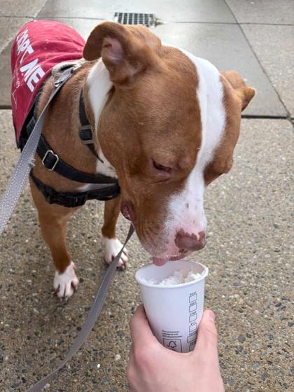 Echo — thumbnail 3