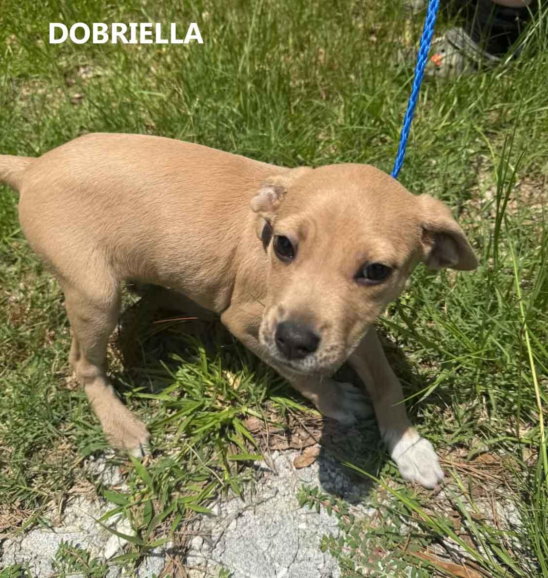 Enlarge Dobriella, a ADOPTABLE mixed breed in Washington, GA image 4/4