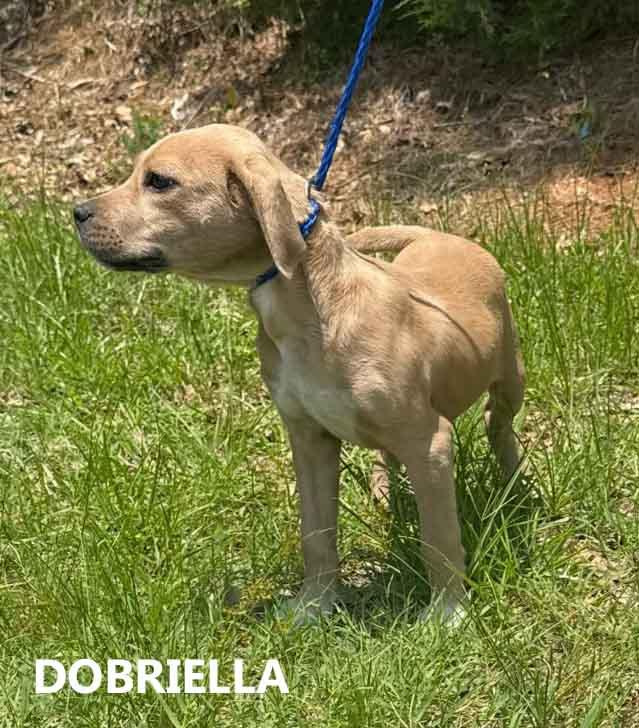 Enlarge Dobriella, a ADOPTABLE mixed breed in Washington, GA image 1/4