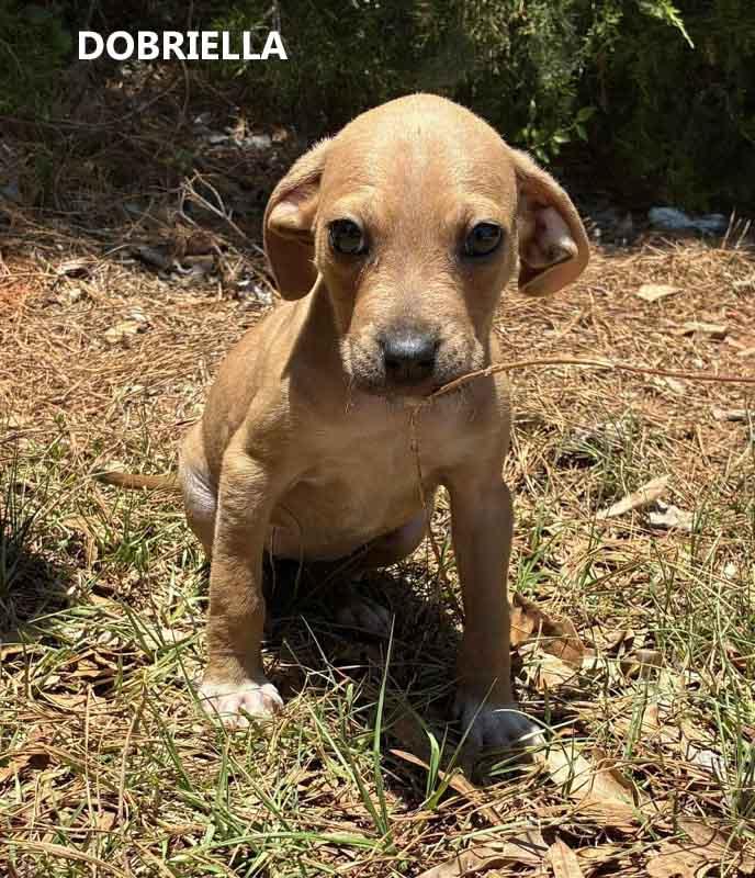 Enlarge Dobriella, a ADOPTABLE mixed breed in Washington, GA image 2/4