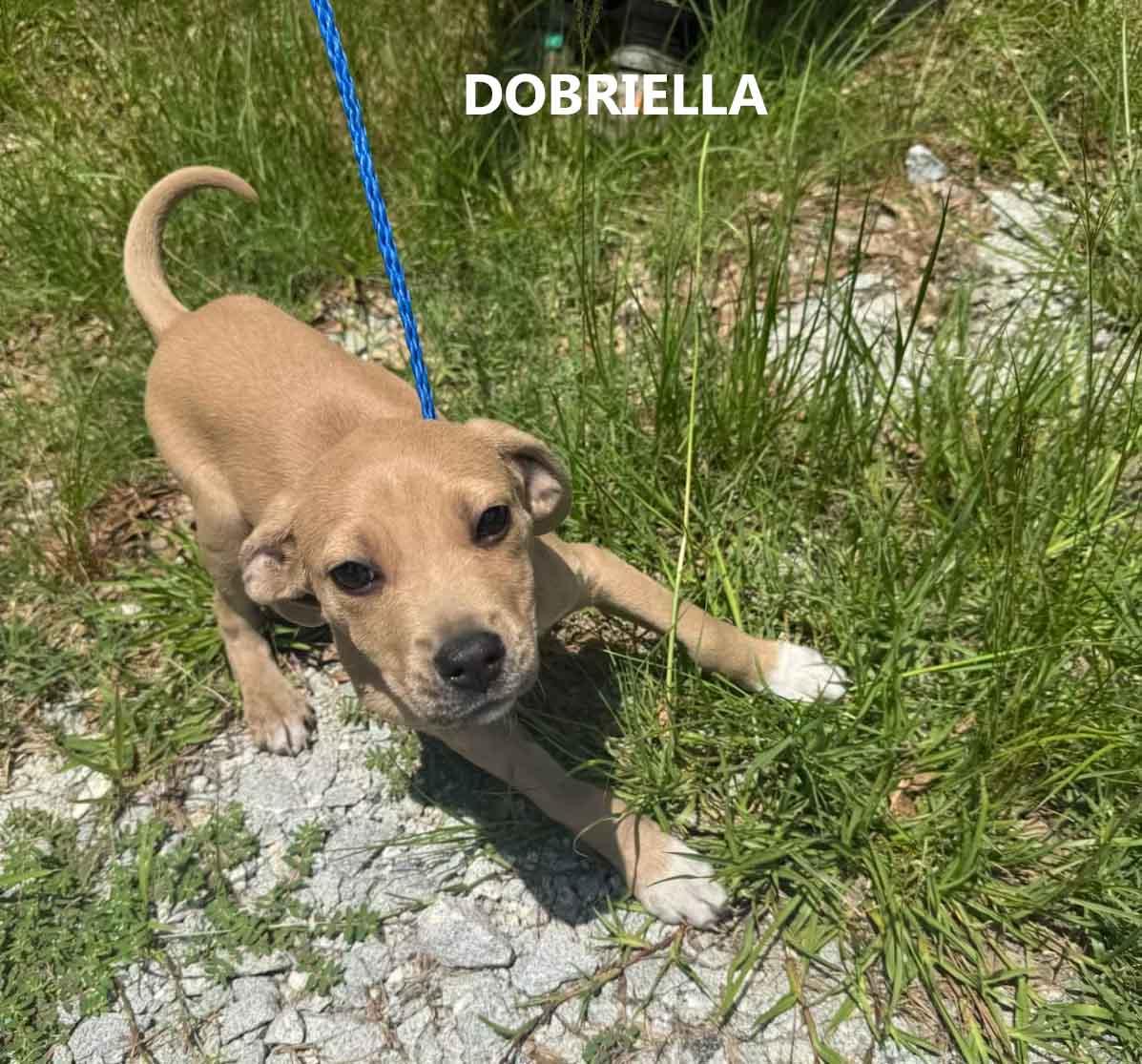 Enlarge Dobriella, a ADOPTABLE mixed breed in Washington, GA image 3/4