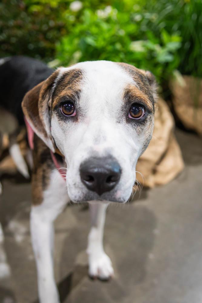 Enlarge Tori, a Adoptable mixed breed in TULSA, OK image 1/6