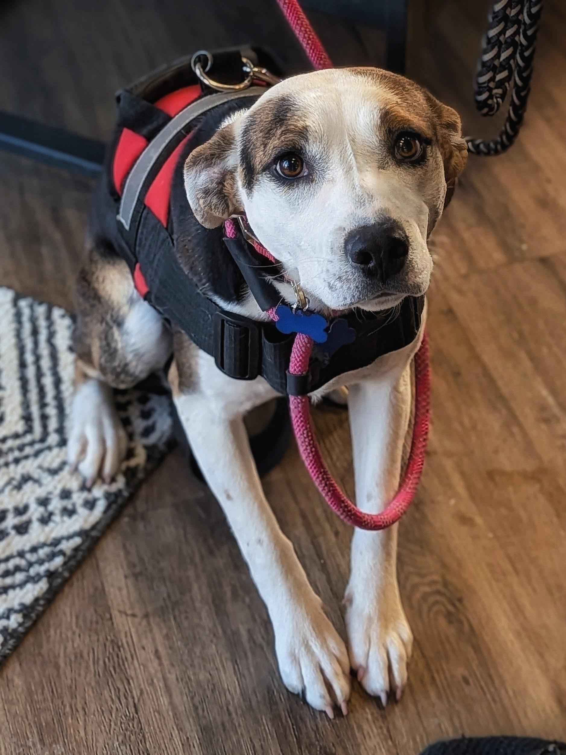 Enlarge Tori, a Adoptable mixed breed in TULSA, OK image 1/5