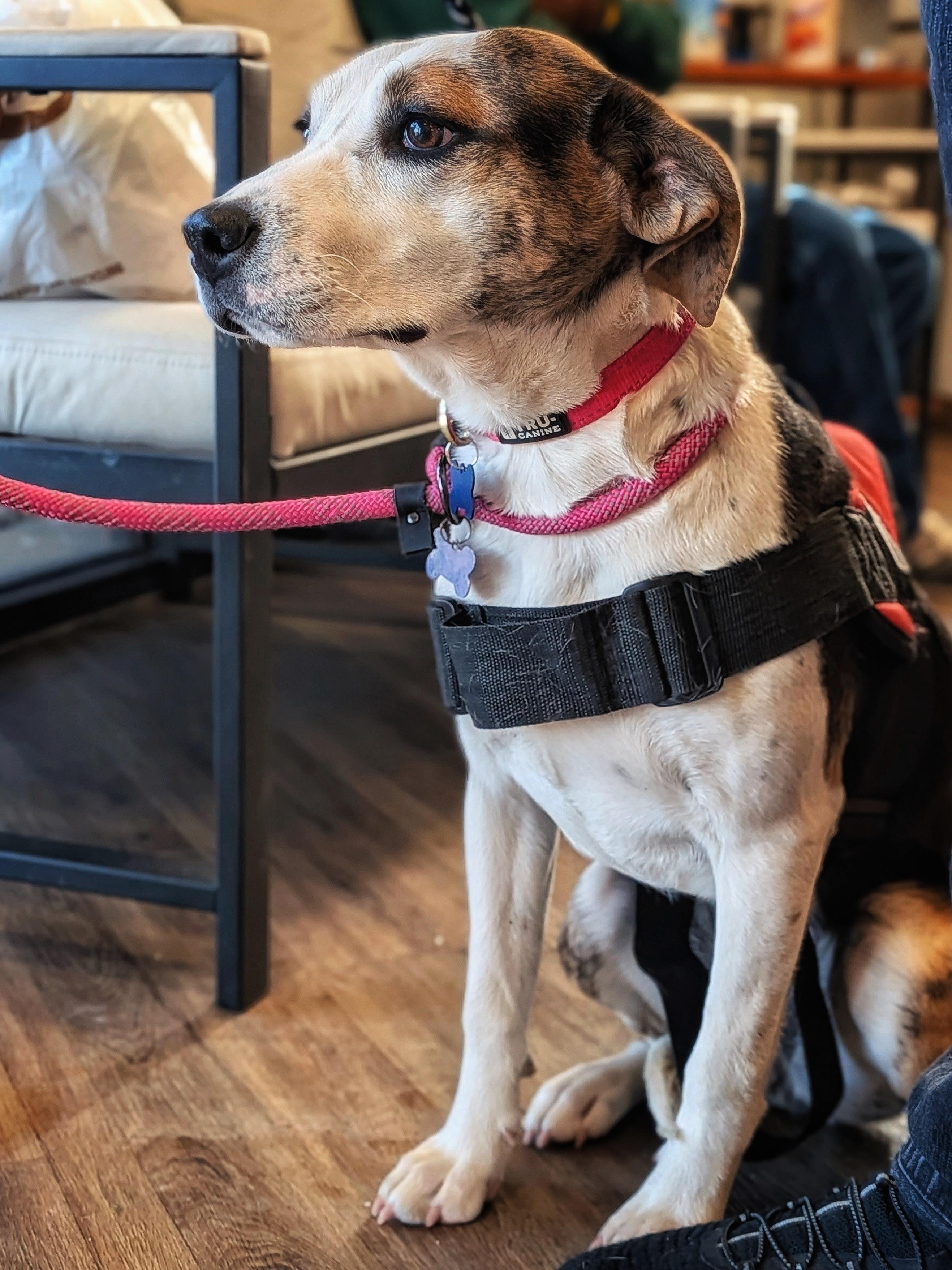 Enlarge Tori, a Adoptable mixed breed in TULSA, OK image 2/5