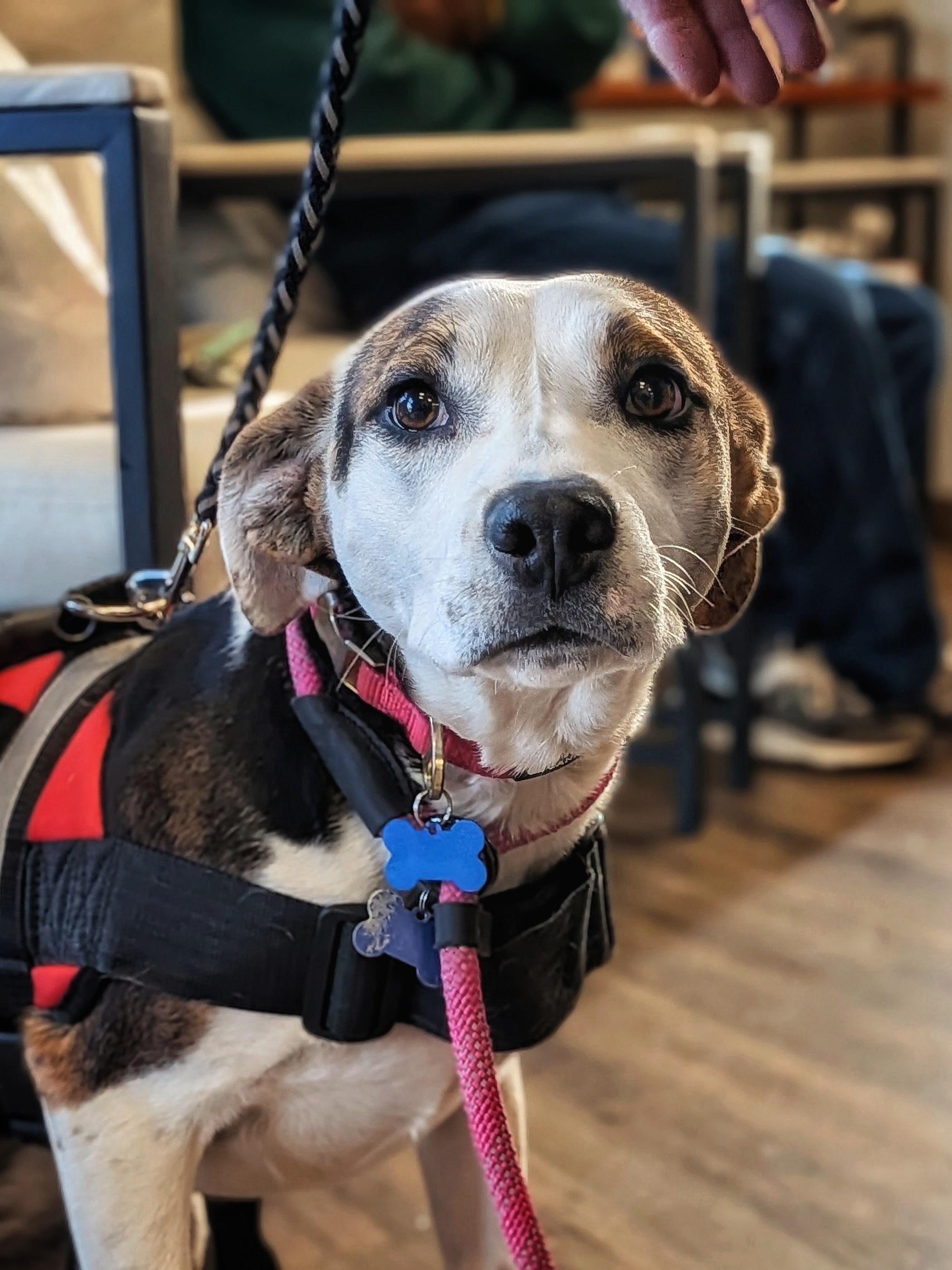 Enlarge Tori, a Adoptable mixed breed in TULSA, OK image 3/5