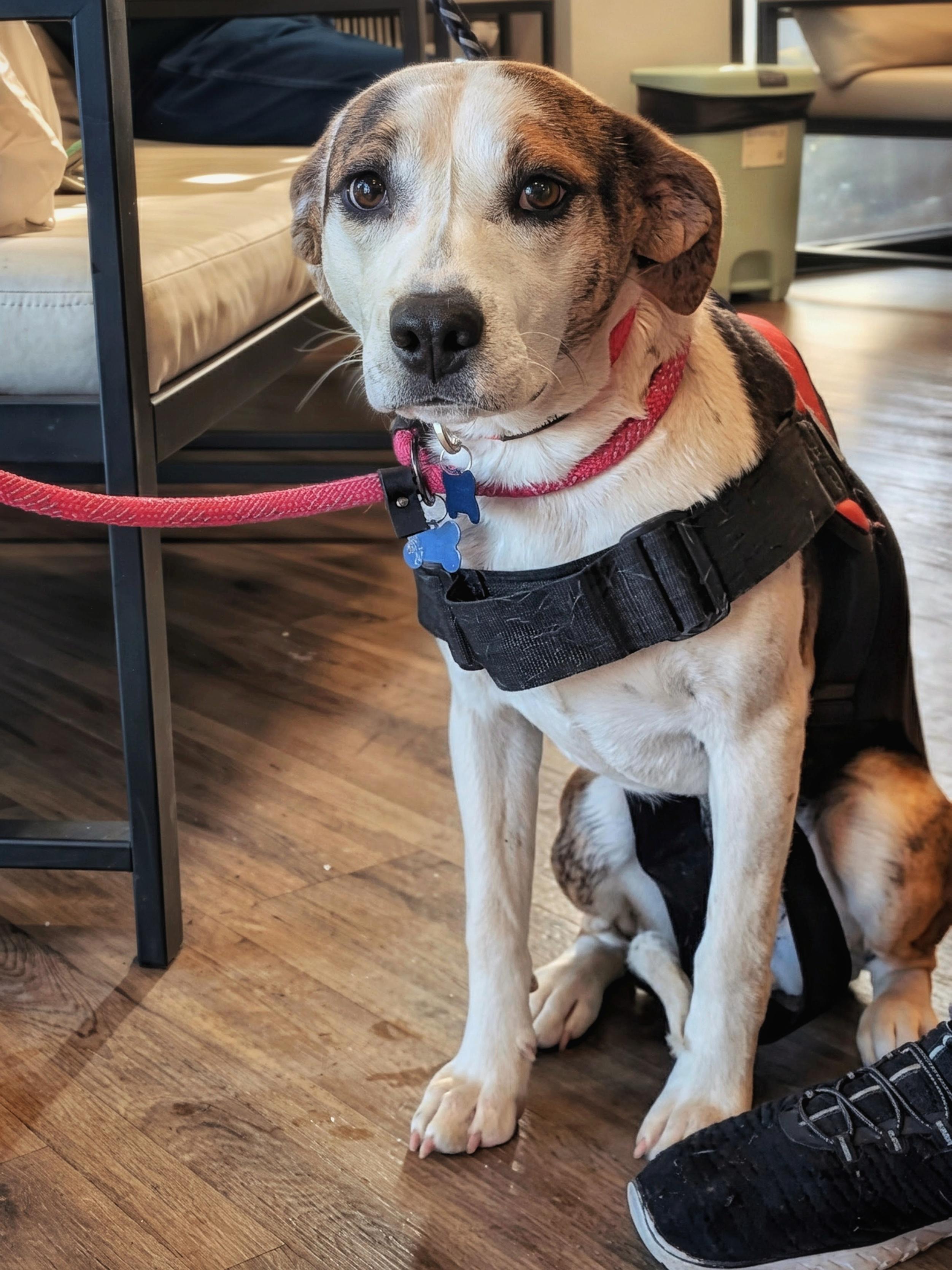 Enlarge Tori, a Adoptable mixed breed in TULSA, OK image 5/5