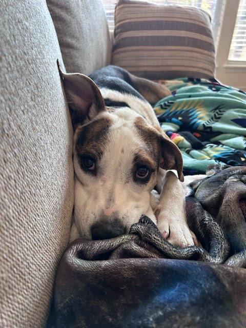 Tori, a Adoptable mixed breed in TULSA, OK image 5/6