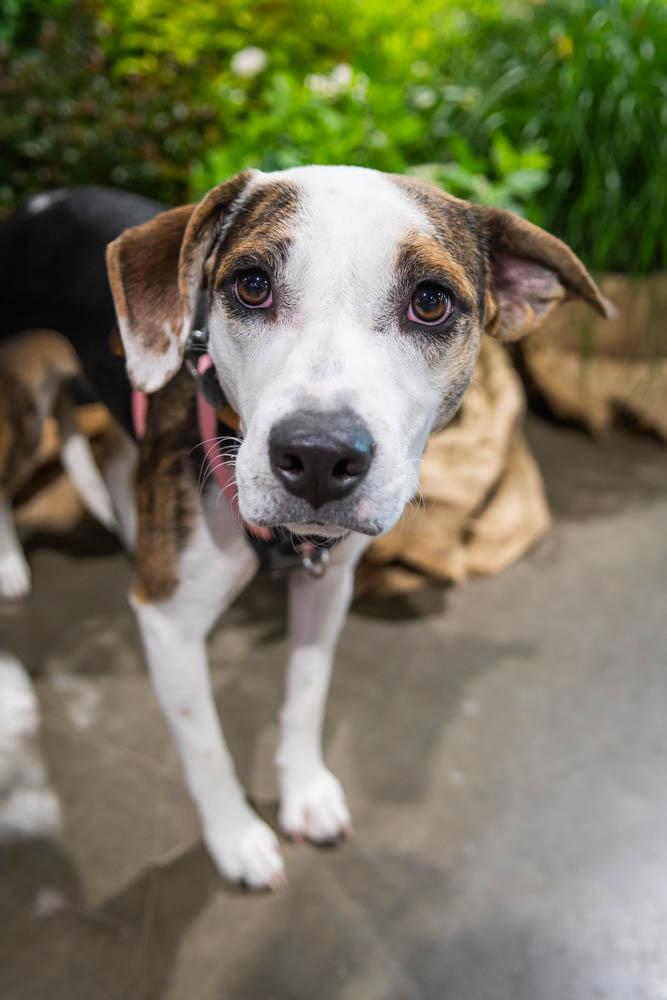 Enlarge Tori, a Adoptable mixed breed in TULSA, OK image 3/6