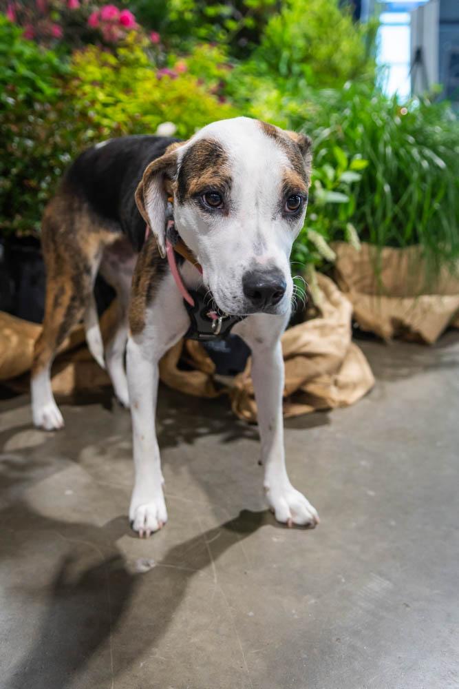 Enlarge Tori, a Adoptable mixed breed in TULSA, OK image 4/6