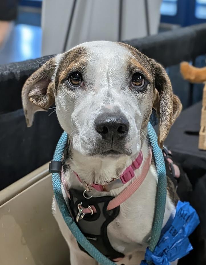 Enlarge Tori, a Adoptable mixed breed in TULSA, OK image 5/6