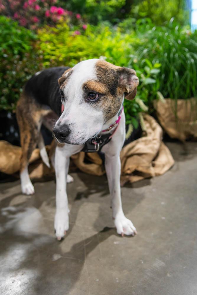 Enlarge Tori, a Adoptable mixed breed in TULSA, OK image 6/6