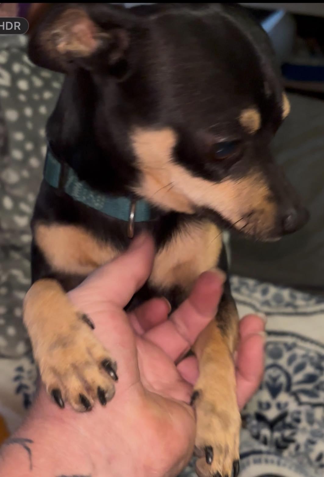 Toro, an adopted Chihuahua in Deming, NM image 2/3