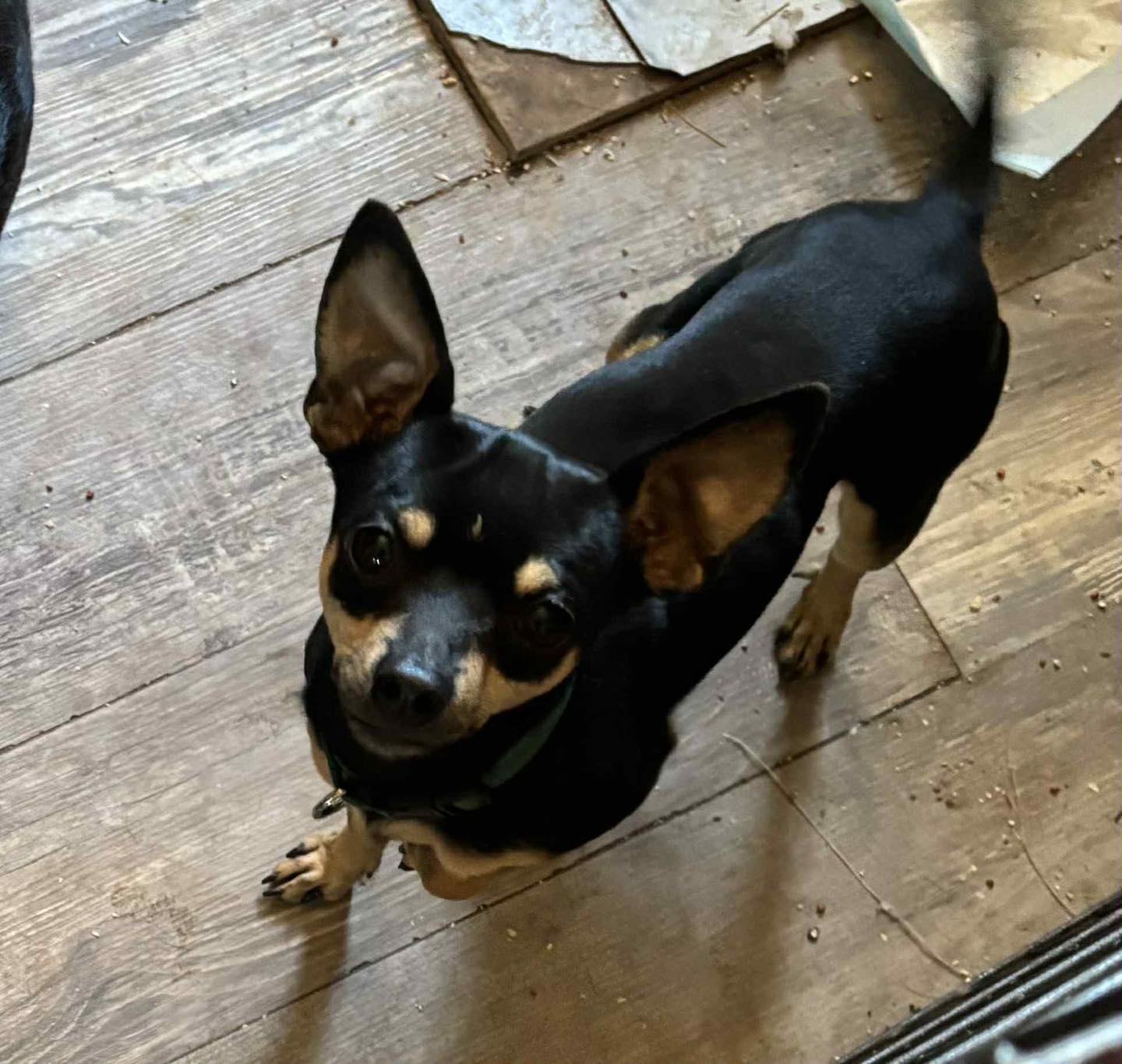 Toro, an adopted Chihuahua in Deming, NM image 1/3