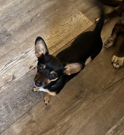 Toro, an adopted Chihuahua in Deming, NM image 3/3