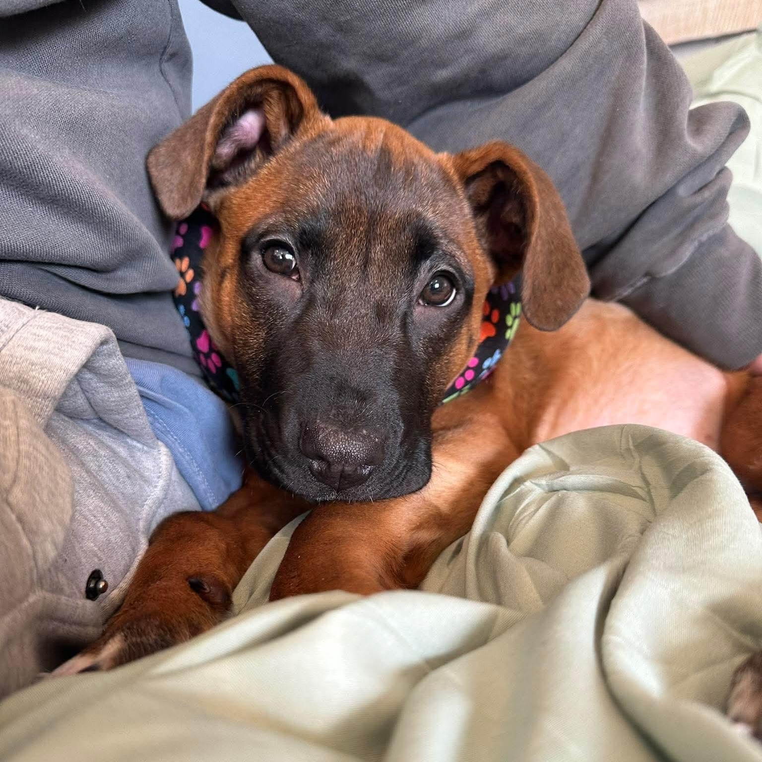 Morgan — thumbnail 2