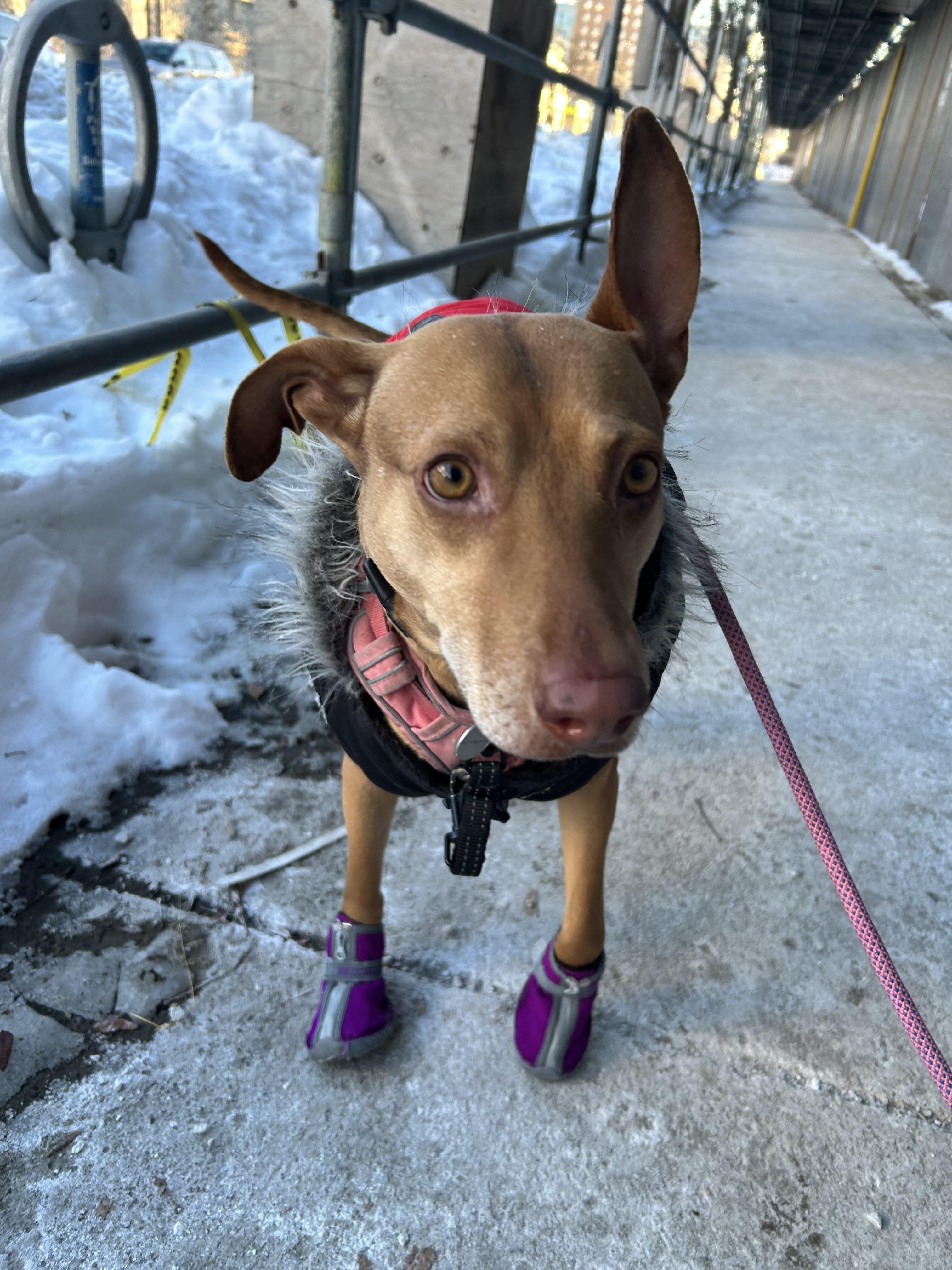 Enlarge Justine, a Adoptable mixed breed in Oakville, ON image 5/6