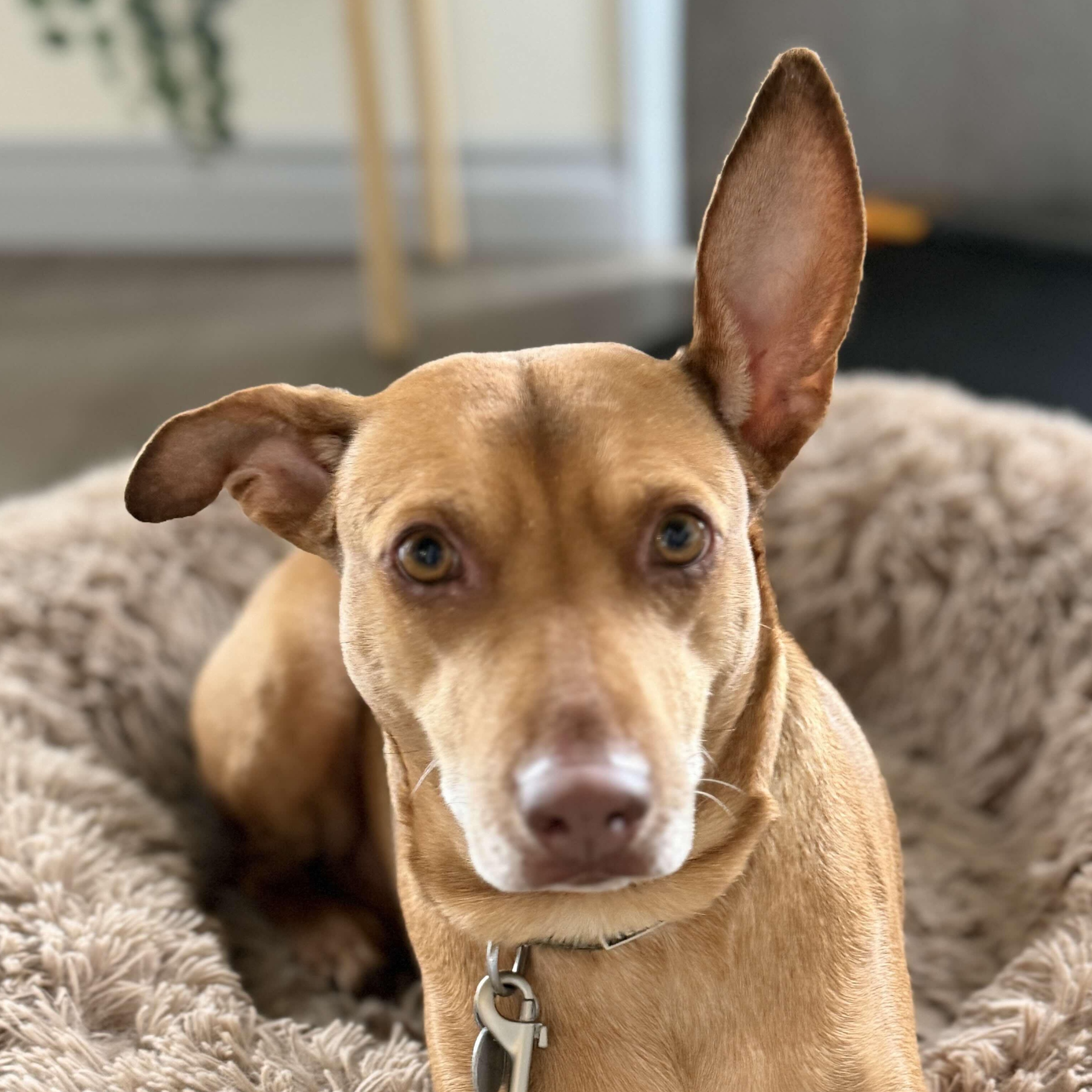 Justine, Adoptable, Adult Female Mixed Breed.