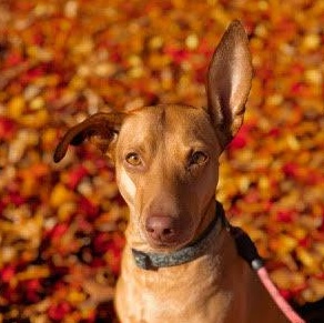 Enlarge Justine, a Adoptable mixed breed in Oakville, ON image 3/6
