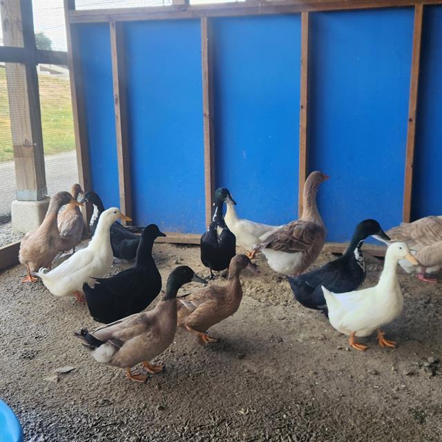 ILLINOIS, Adoptable, Young Male Duck.