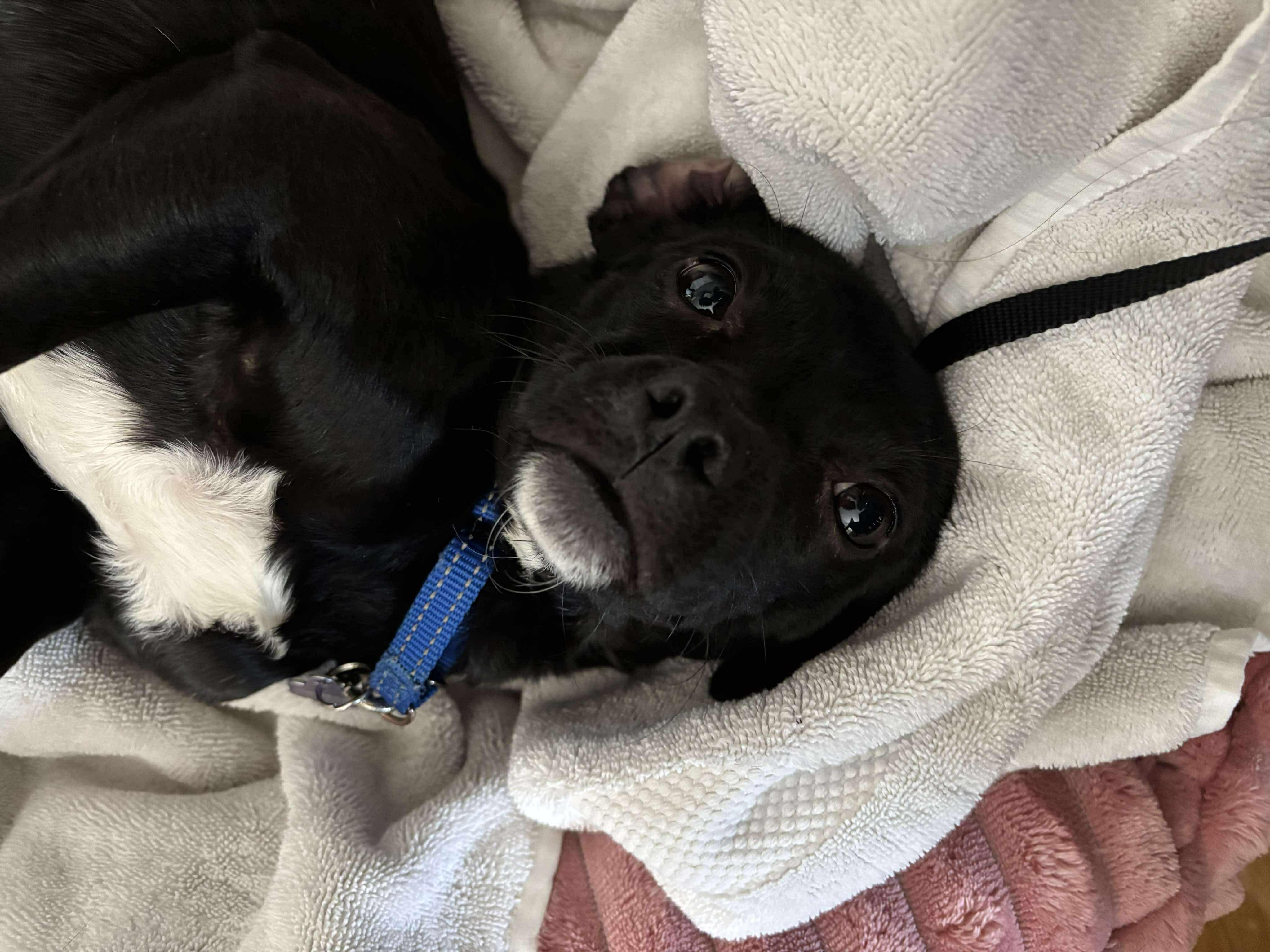 Enlarge Colt (Bonded Pair with Pickles), a hold mixed breed in Westwood, NJ image 3/6