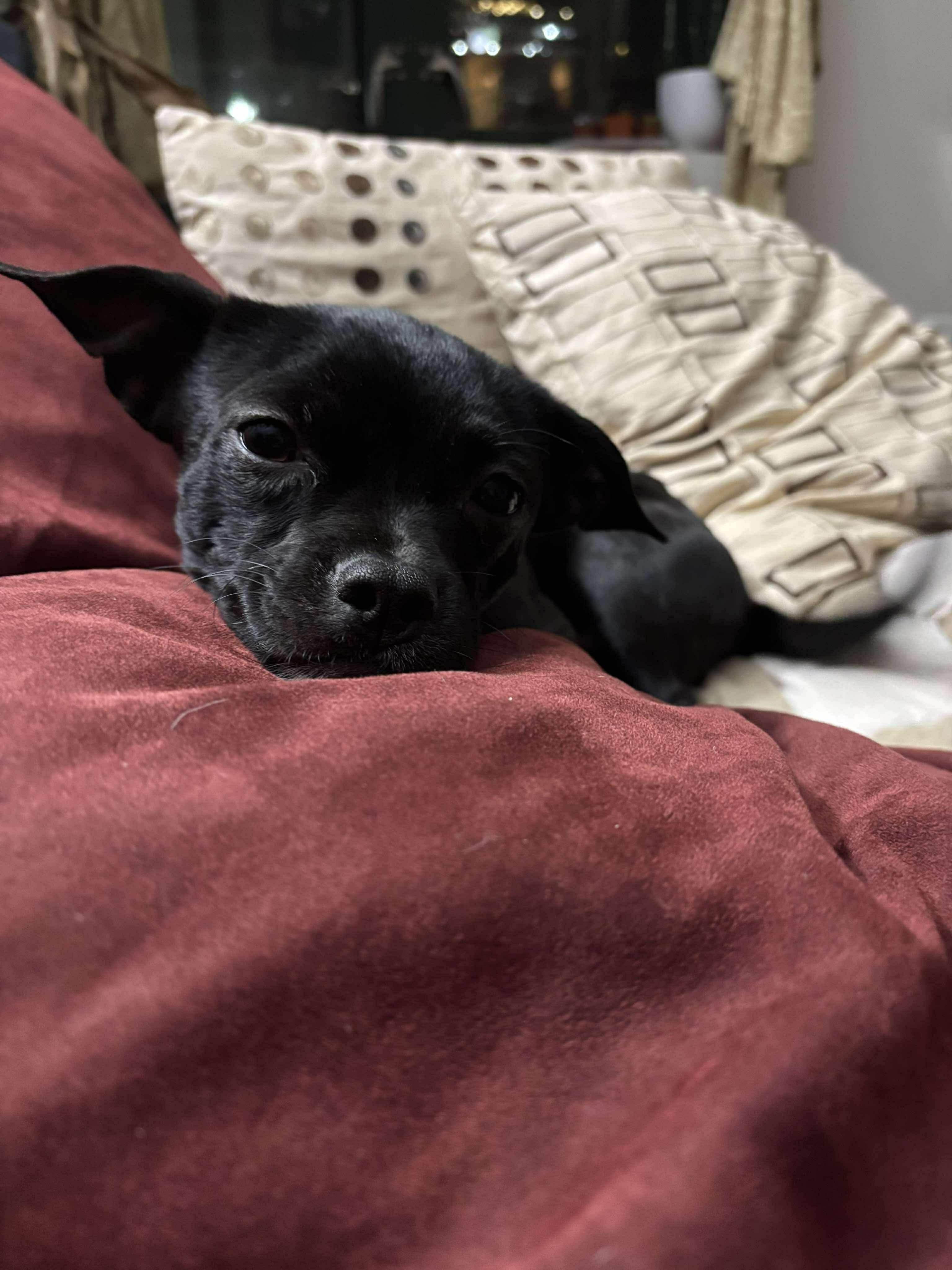 Enlarge Colt (Bonded Pair with Pickles), a hold mixed breed in Westwood, NJ image 2/6