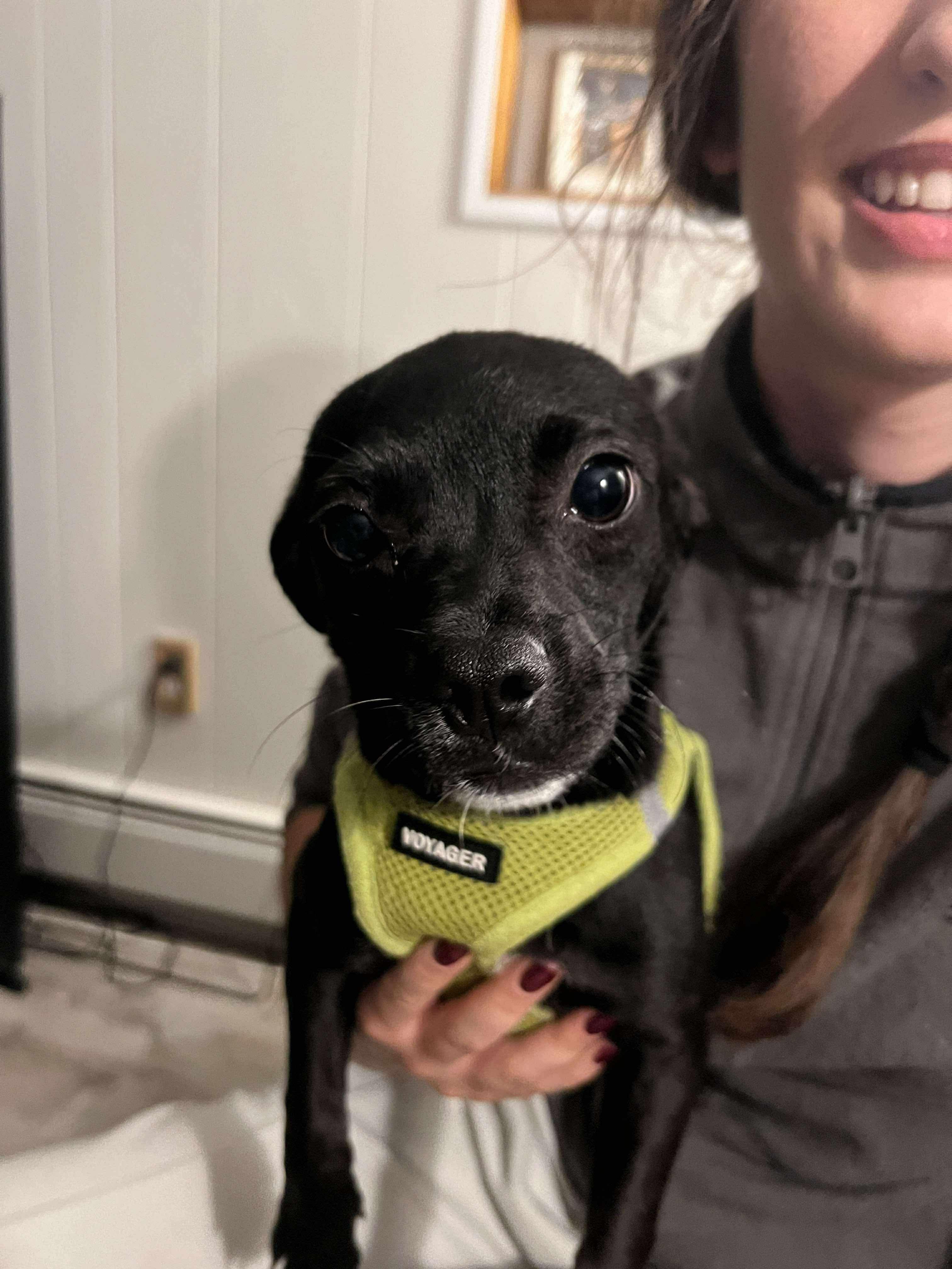 Enlarge Colt (Bonded Pair with Pickles), a hold mixed breed in Westwood, NJ image 6/6