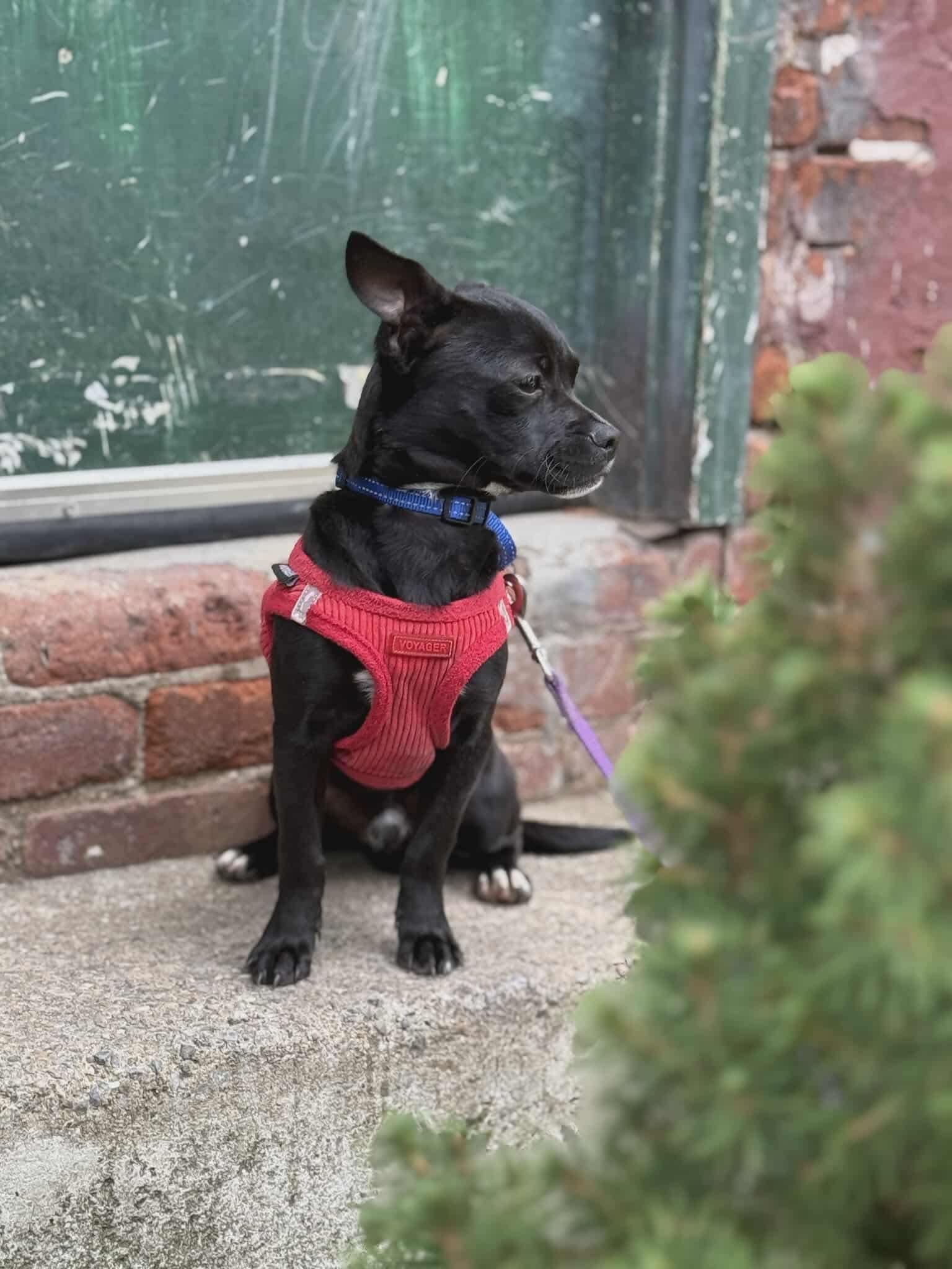 Enlarge Colt (Bonded Pair with Pickles), a hold mixed breed in Westwood, NJ image 5/6