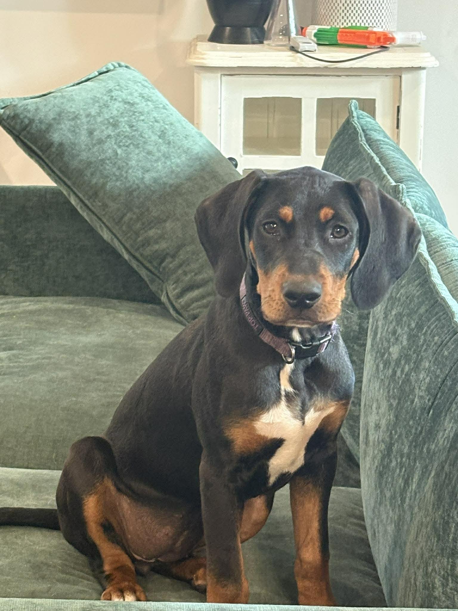 Sleepy, Adoptable, Puppy Female Hound.